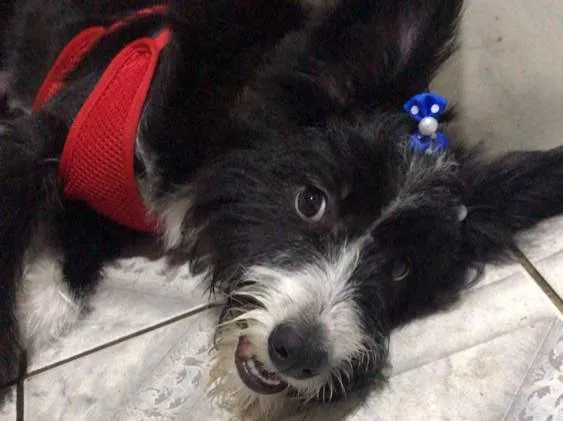 Cachorro ra a Vira-lata com border collie  idade 7 a 11 meses nome Amendoa