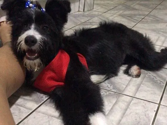 Cachorro ra a Vira-lata com border collie  idade 7 a 11 meses nome Amendoa