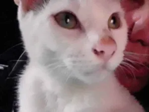 Gato raça Indefinida  idade 7 a 11 meses nome Mel 