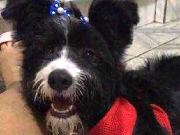 Cachorro ra a Vira-lata com border collie  idade 7 a 11 meses nome Amendoa