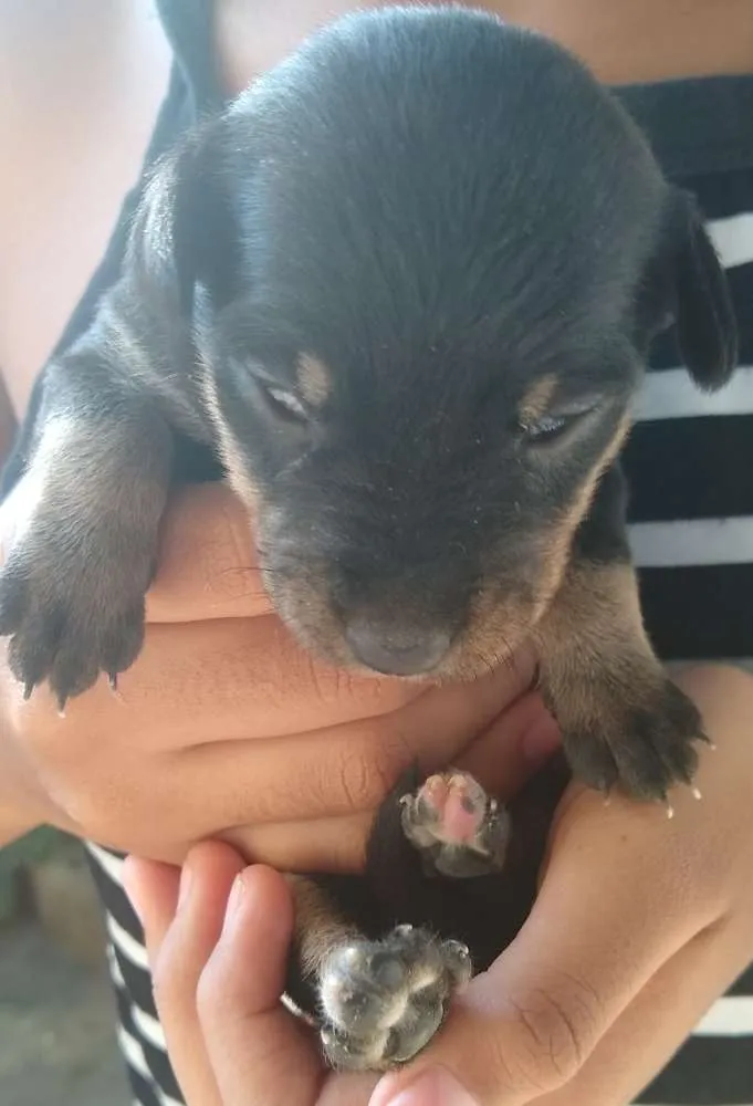 Cachorro ra a Vira lata idade 2 a 6 meses nome Sem nome