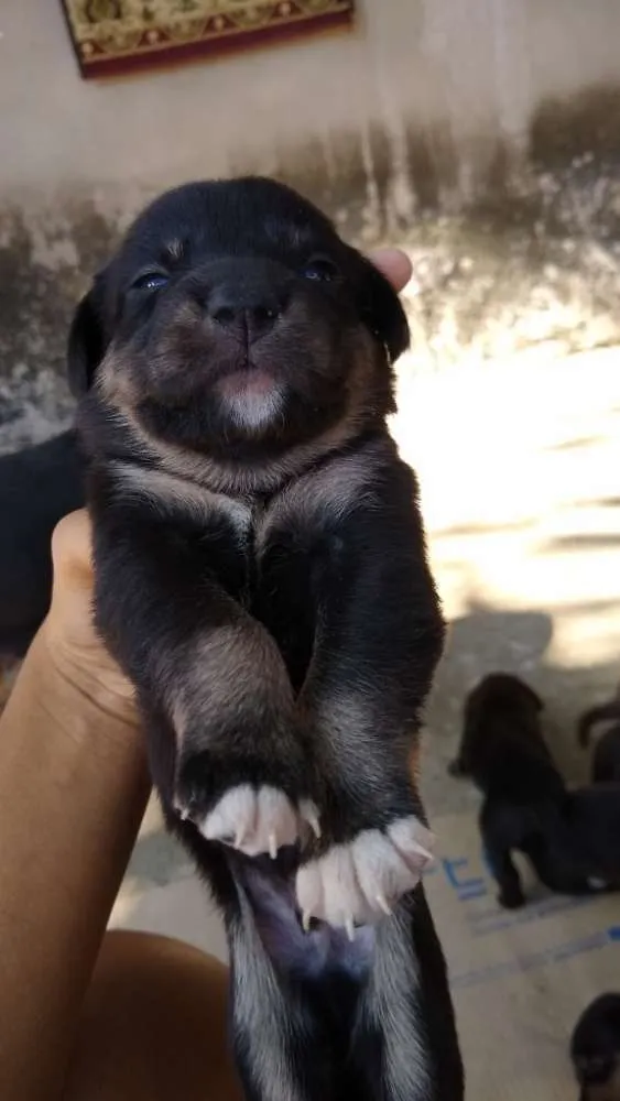 Cachorro ra a Vira lata idade 2 a 6 meses nome Sem nome