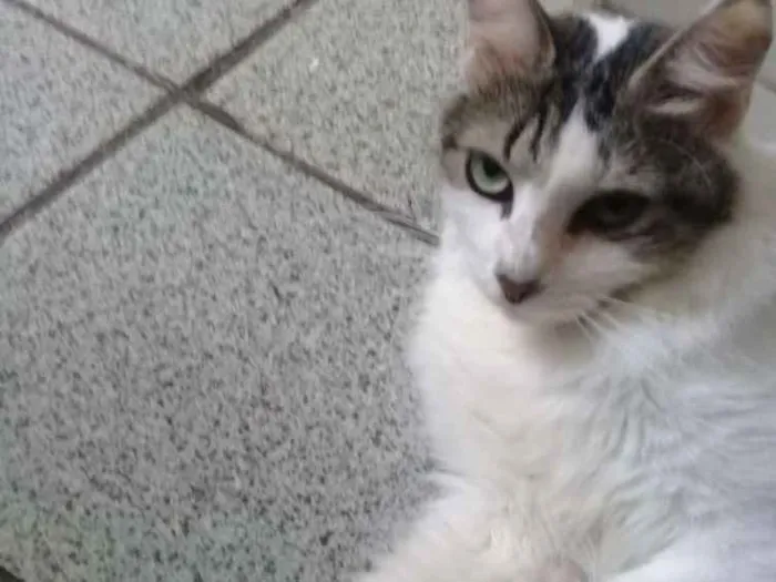 Gato ra a Misturinha idade 1 ano nome Sushi