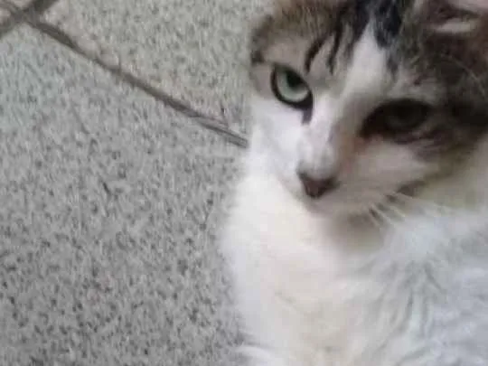 Gato ra a Misturinha idade 1 ano nome Sushi