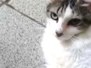 Gato raça Misturinha idade 1 ano nome Sushi