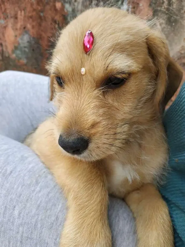Cachorro ra a SRD idade 2 a 6 meses nome Jaspe