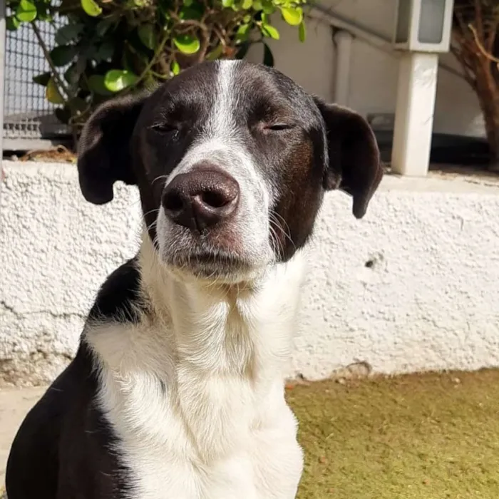 Cachorro ra a Srd idade 2 anos nome Juliano