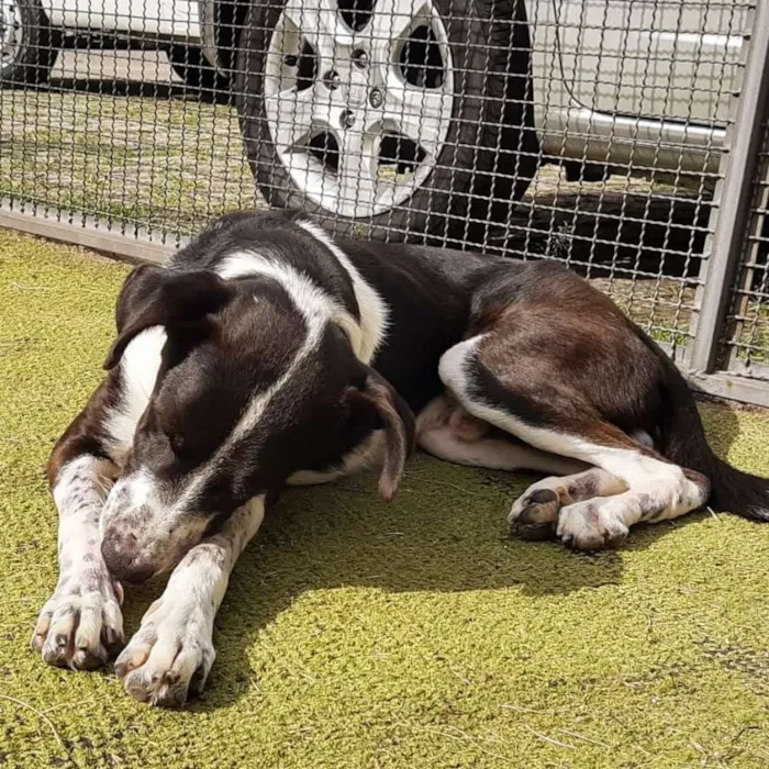 Cachorro ra a Srd idade 2 anos nome Juliano