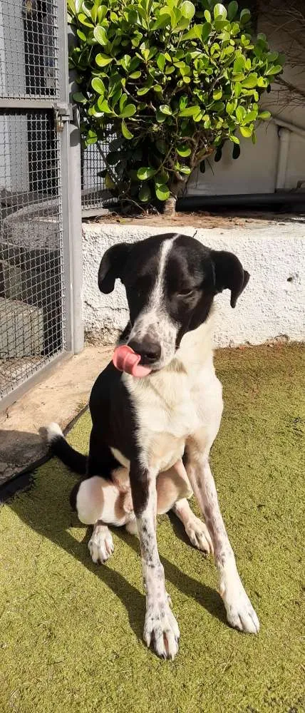 Cachorro ra a Srd idade 2 anos nome Juliano