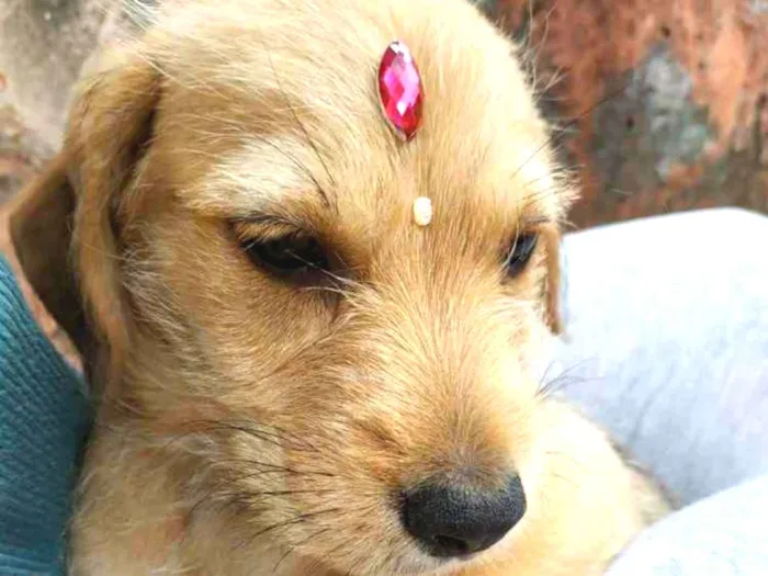 Cachorro ra a SRD idade 2 a 6 meses nome Jaspe