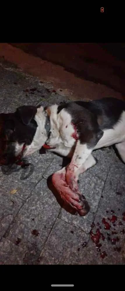 Cachorro ra a Srd idade 2 anos nome Juliano