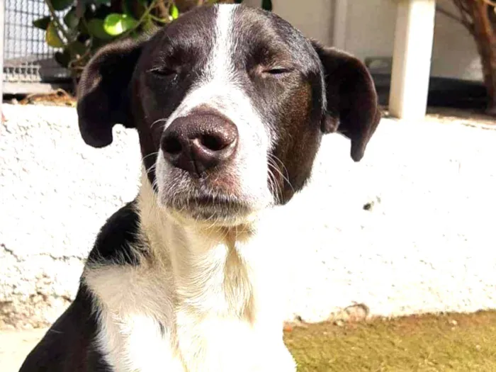 Cachorro ra a Srd idade 2 anos nome Juliano