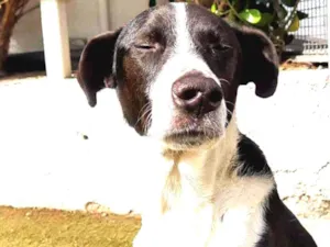 Cachorro raça Srd idade 2 anos nome Juliano