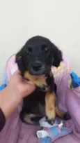 Pretinha