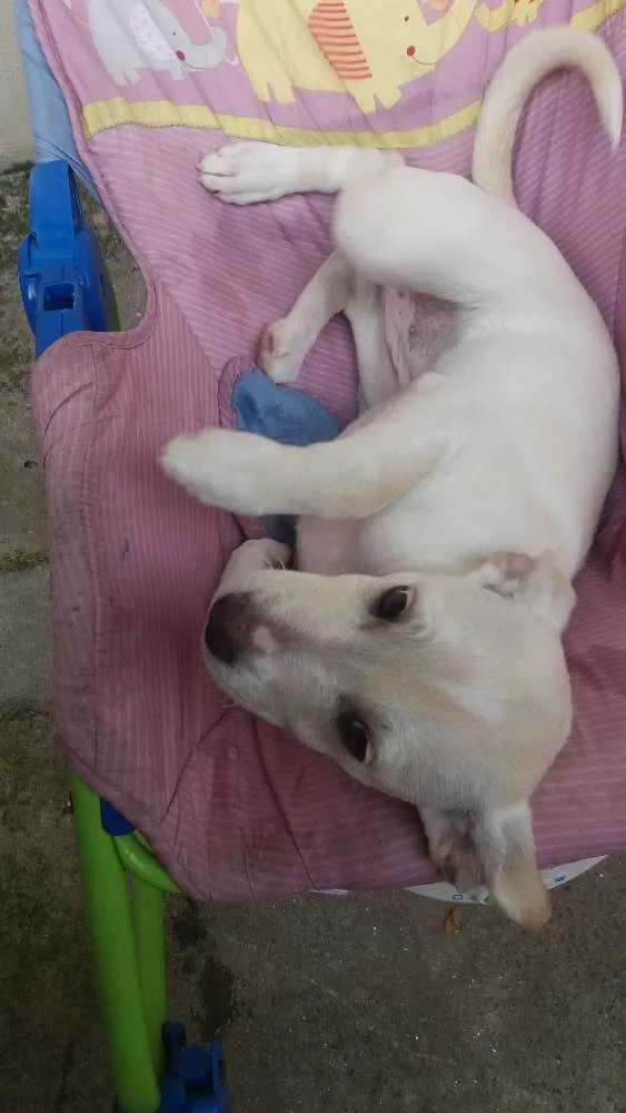 Cachorro ra a Srd idade 2 a 6 meses nome Branquinha