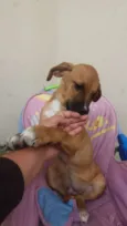 Caramelo