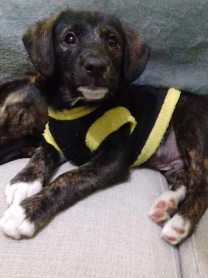Cachorro ra a Srd idade 2 a 6 meses nome Kiko