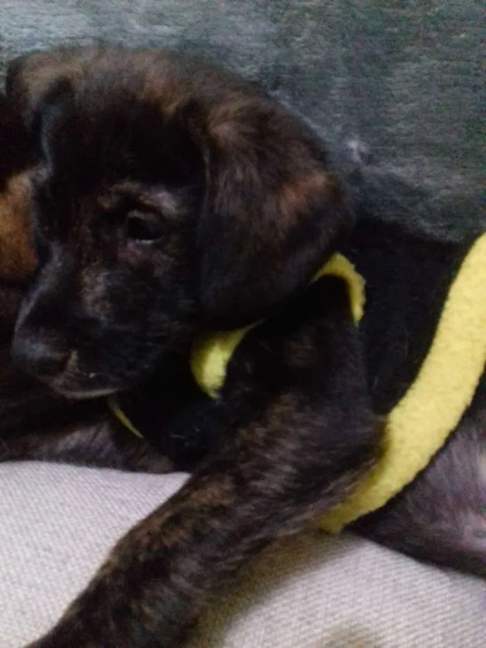 Cachorro ra a Srd idade 2 a 6 meses nome Kiko