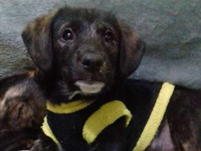 Cachorro ra a Srd idade 2 a 6 meses nome Kiko