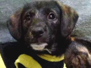 Cachorro raça Srd idade 2 a 6 meses nome Kiko