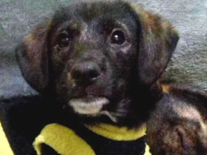 Cachorro ra a Srd idade 2 a 6 meses nome Kiko