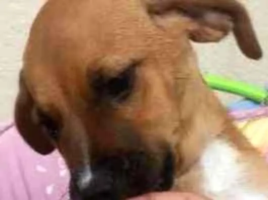 Cachorro ra a Srd idade 2 a 6 meses nome Caramelo 