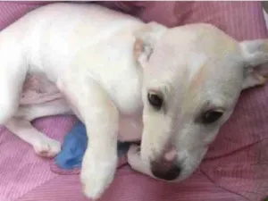 Cachorro raça Srd idade 2 a 6 meses nome Branquinha