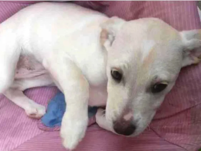 Cachorro ra a Srd idade 2 a 6 meses nome Branquinha