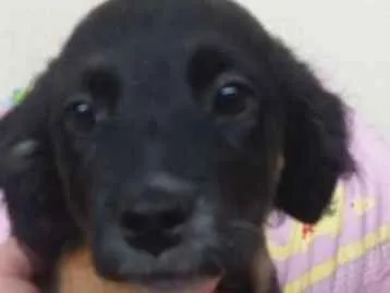 Cachorro ra a Srd idade 2 a 6 meses nome Pretinha