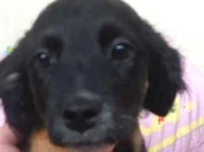 Cachorro ra a Srd idade 2 a 6 meses nome Pretinha