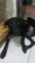 Pretinho