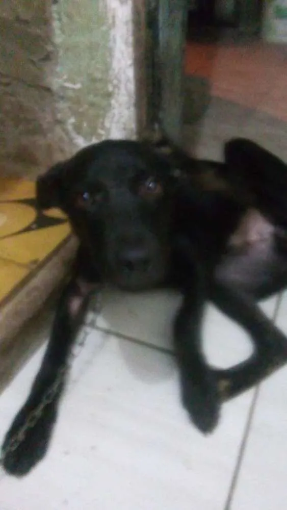 Cachorro ra a Vira lata idade 2 a 6 meses nome Pretinho