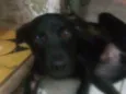 Pretinho