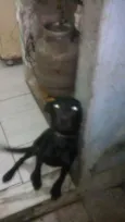 Pretinho