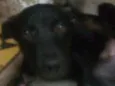 Pretinho