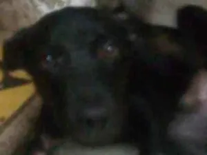 Cachorro raça Vira lata idade 2 a 6 meses nome Pretinho