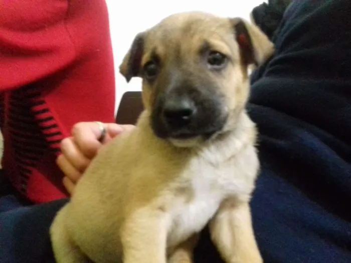 Cachorro ra a Srd idade 2 a 6 meses nome Biju