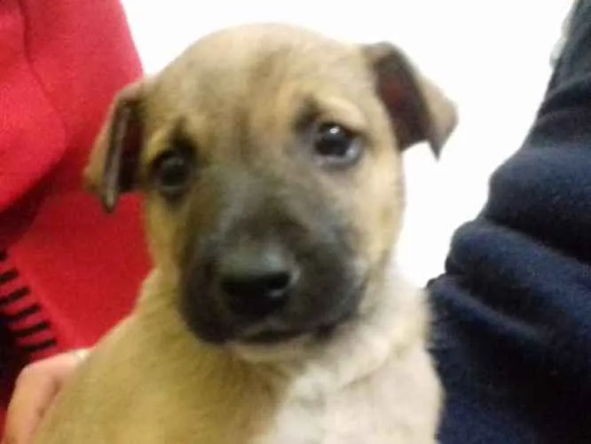 Cachorro ra a Srd idade 2 a 6 meses nome Biju