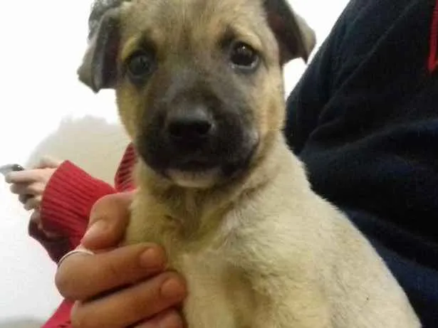 Cachorro ra a Srd idade 2 a 6 meses nome Biju