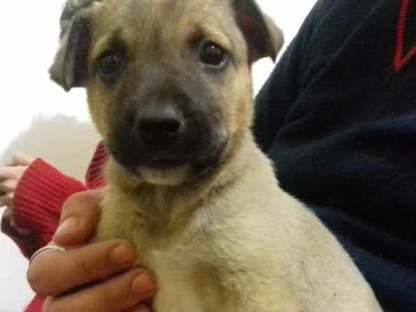 Cachorro ra a Srd idade 2 a 6 meses nome Biju