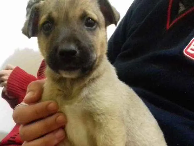Cachorro ra a Srd idade 2 a 6 meses nome Biju