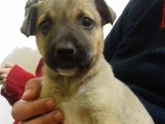 Cachorro ra a Srd idade 2 a 6 meses nome Biju