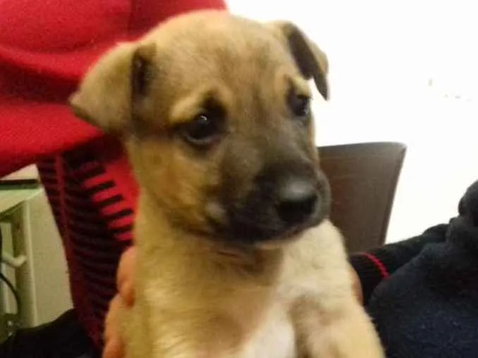 Cachorro ra a Srd idade 2 a 6 meses nome Biju