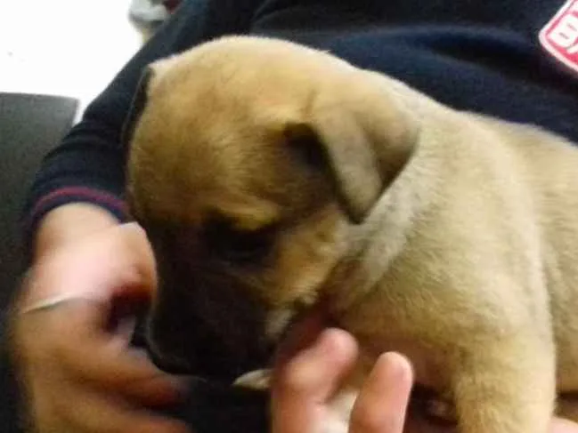 Cachorro ra a Srd idade 2 a 6 meses nome Biju
