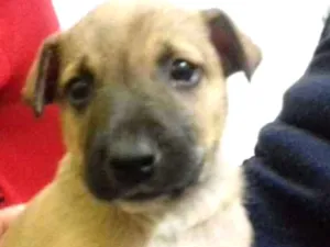 Cachorro raça Srd idade 2 a 6 meses nome Biju