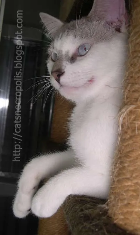 Gato raça srd idade 7 a 11 meses nome Feijão