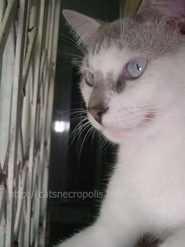 Gato raça srd idade 7 a 11 meses nome Feijão