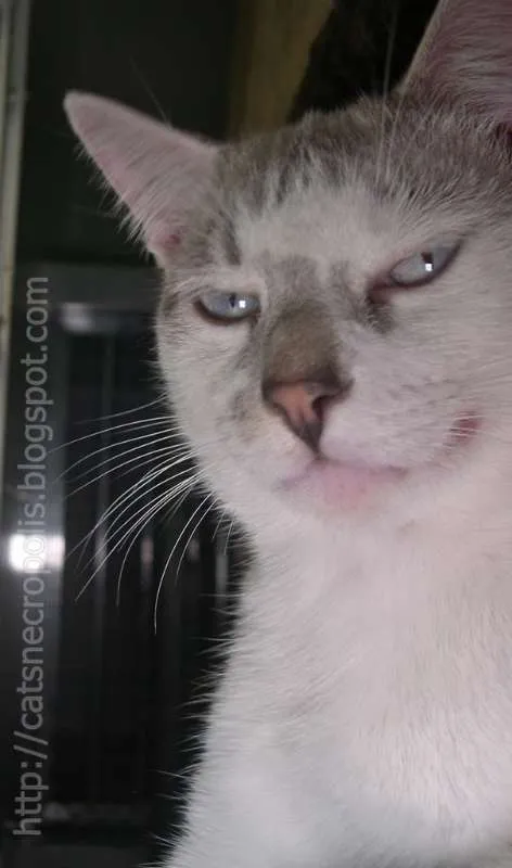 Gato raça srd idade 7 a 11 meses nome Feijão