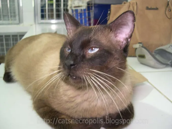 Gato ra a srd idade 2 anos nome Pastel
