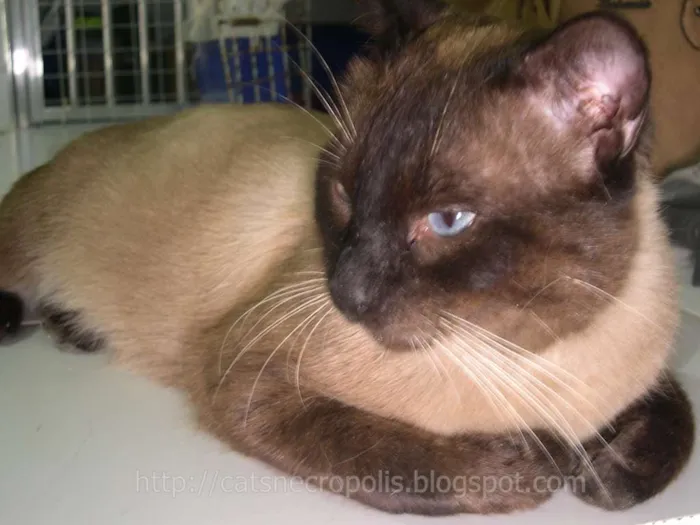 Gato ra a srd idade 2 anos nome Pastel
